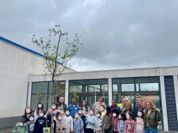 Plantar Árvores 2026